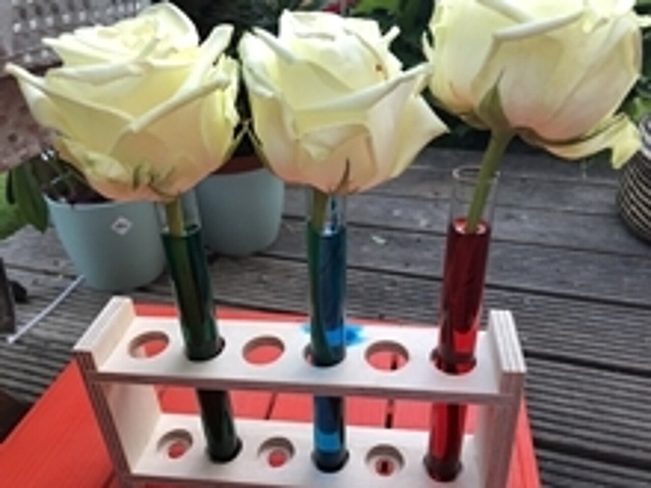 drei weiße Rosen in Gläsern mit farbigem Wasser