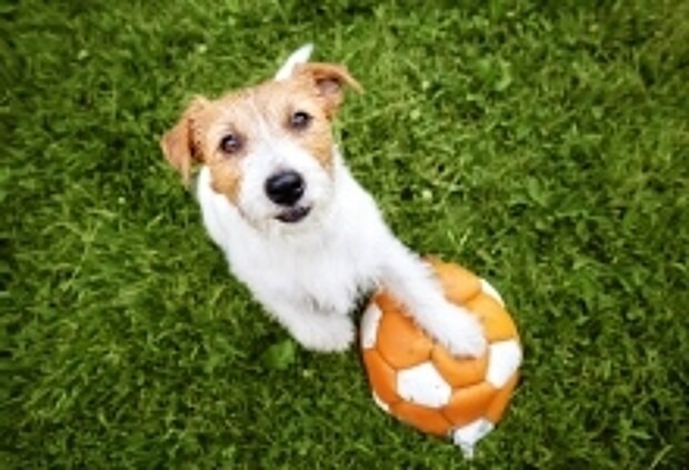 Hund mit Fußball auf einer Wiese
